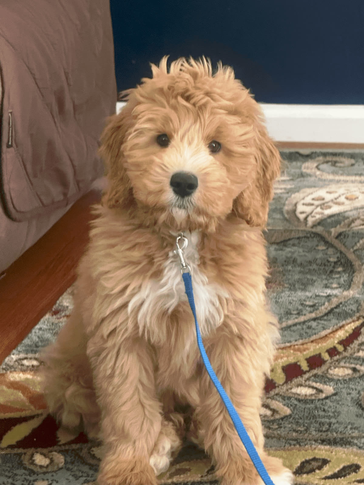 A young companion dog sitting attentively in a home